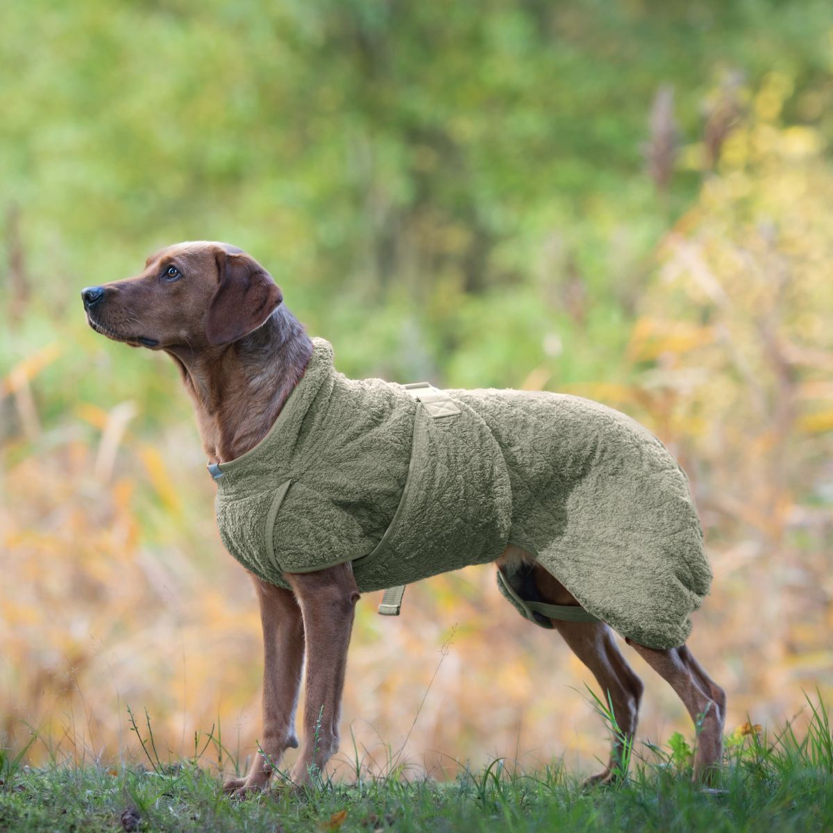 Smart / Tørredragt til hunde / 50